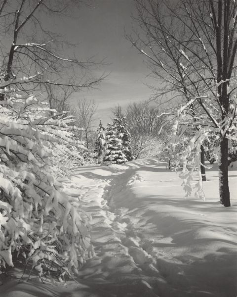 A path in Brown Deer Park after a snow storm. Fresh snow is covering the ground and trees.