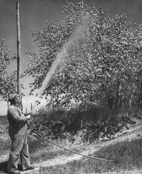 Farmer spraying a fruit tree in blossom.