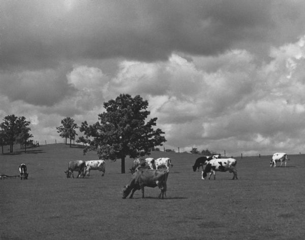 Cows grazing in a pasture with trees and a dramatic sky of clouds.