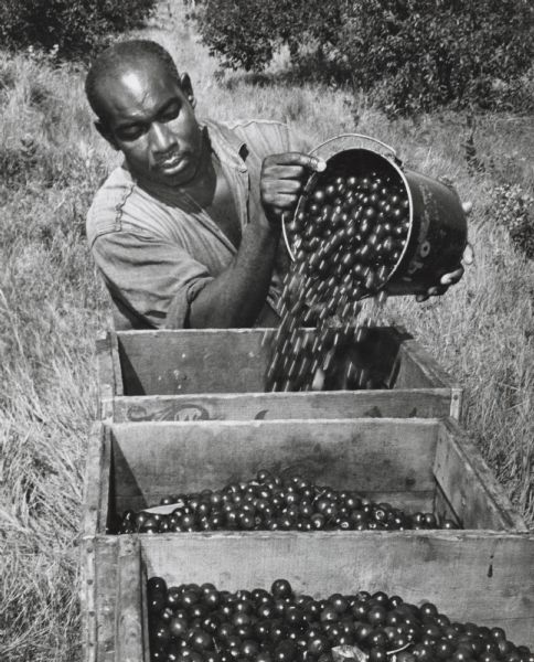 Cherry picking on the Door Peninsula. A man is pouring cherries into boxes from a bucket.