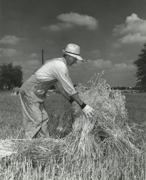 A man shocking oats at harvest time.