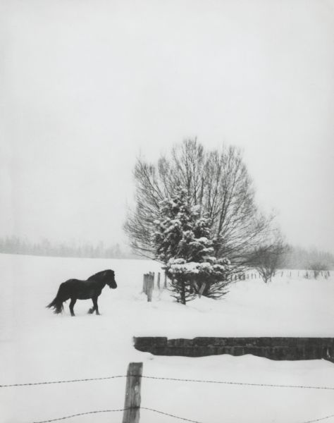 Horse in a pasture on a wintry day.