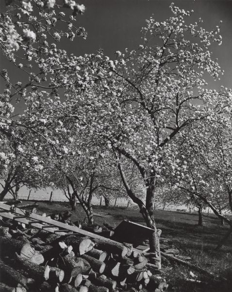 Apple blossoms in an orchard in the spring. Stacked logs are in the foreground.