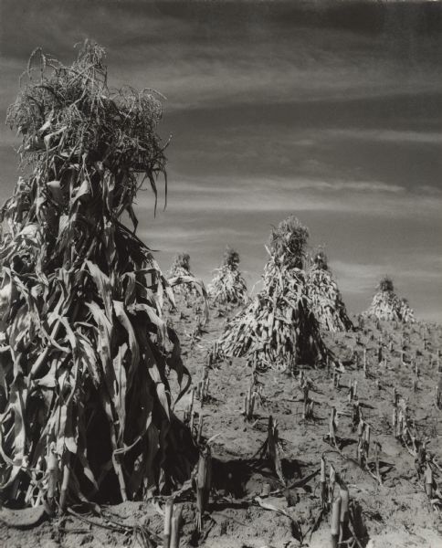 Shocks of corn are lined up in a cornfield during harvest.