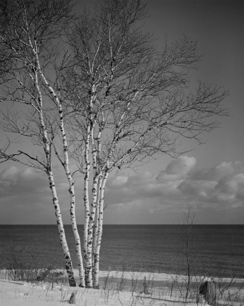 Birch trees in the snow on the shore of Lake Michigan.