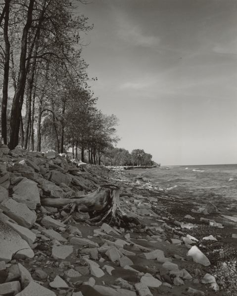View along a rocky shoreline lined with trees. The stump of a tree is in the foreground.