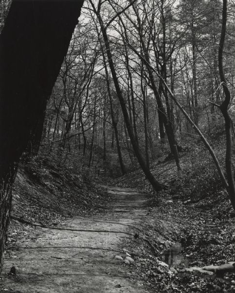 A walking trail in a ravine through the woods.