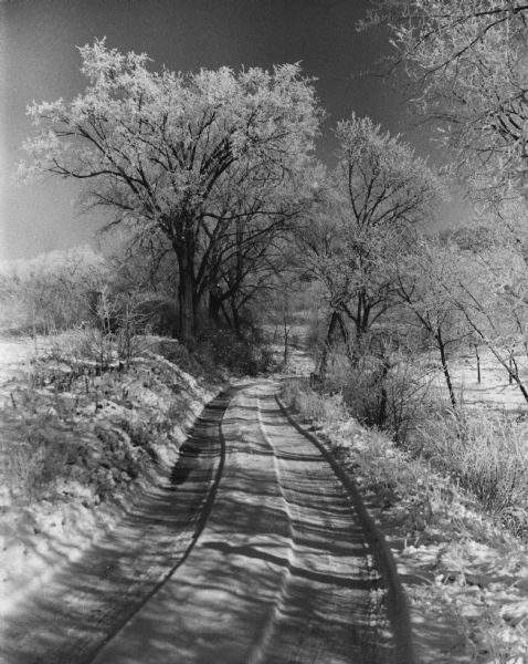 Wooded country lane along the Wisconsin River, covered with new snow and fairy frost. 