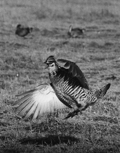 A Prairie Chicken performing his Booming Dance.