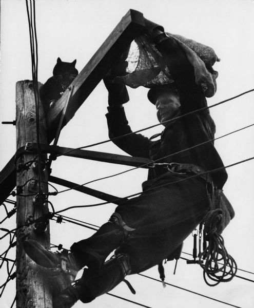 An electrical or telephone lineman, is using a burlap bag while attempting to rescue a cat perched on a power pole.