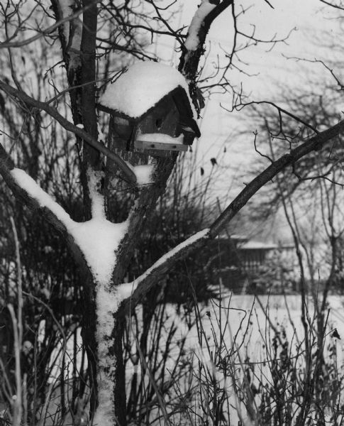 Snow-covered birdhouse perched in a small tree. A house is in the background.