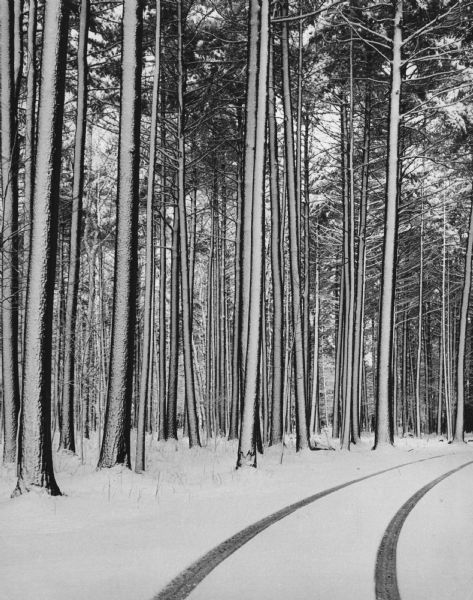 Tire tracks in fresh snow at Marathon park. The road is lined with snow-covered pines.