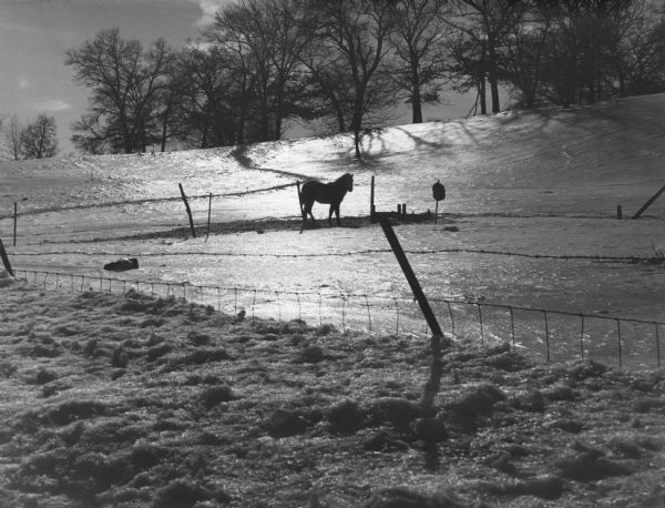 Silhouette of a horse against a snow covered hill, on CTH PB three miles south of the Dane County Home. There is a fence around the enclosure and trees on top of the hill.