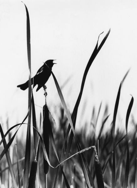 A Red-Winged Blackbird singing while perched on a cattail spike in the Horicon Marsh.