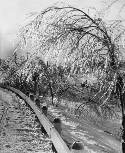 An ice storm has coated the trees beside Highway 32 between Waheno and Laona. A guard rail is in the foreground.