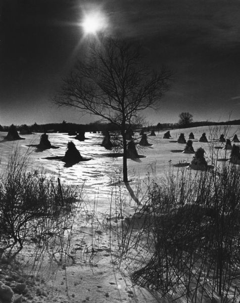 Shocks of corn or grain standing in a snow-covered field. A lone tree and foliage is in the foreground. More trees and a fence are in the background. The sun is shining in the sky above the tree.
