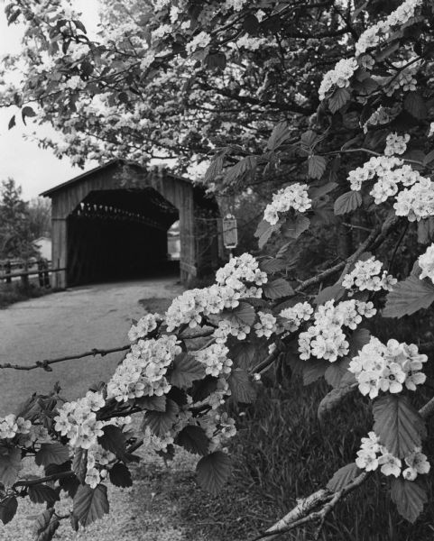 The Cedarburg Bridge, originally known as the Red Bridge, with a flowering tree on the right. Originally Wisconsin had more than 40 covered bridges. This is the sole survivor. There is a historical marker next to the bridge on the right.