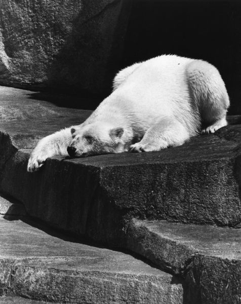 A Polar Bear is sprawling on the rock foundation of its enclosure.