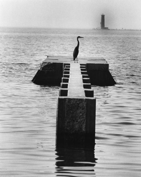 A Blue Heron is standing on a breakwater in Lake Michigan. The Sheboygan Breakwater Lighthouse is on the horizon.