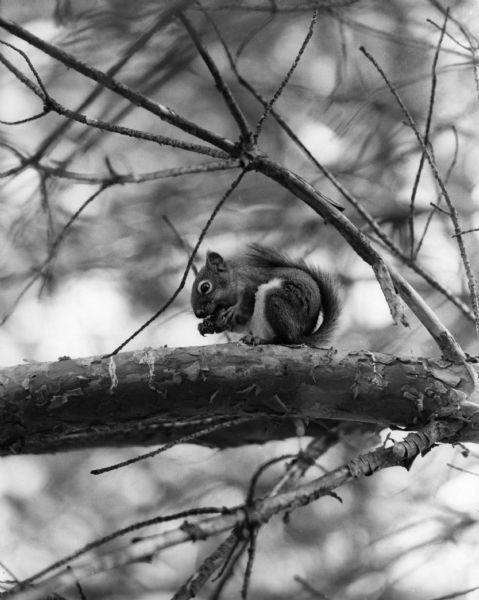A Red Squirrel perches on a pine branch while eating a nut. 
