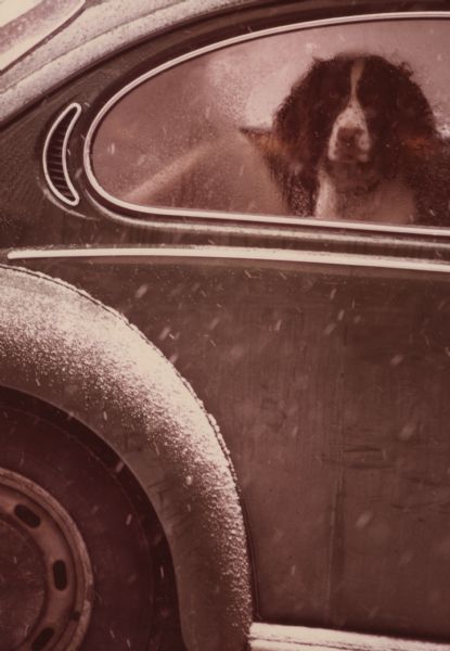 A Springer Spaniel is peering anxiously out of the window, waiting for his owner to return. It is snowing lightly.