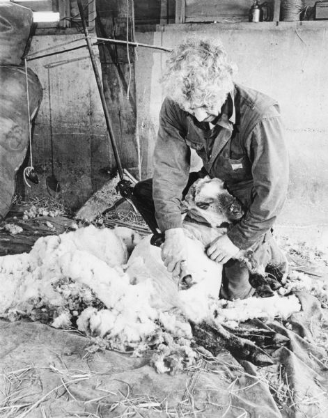 A farm worker shearing a sheep in a shed to harvest its wool. 