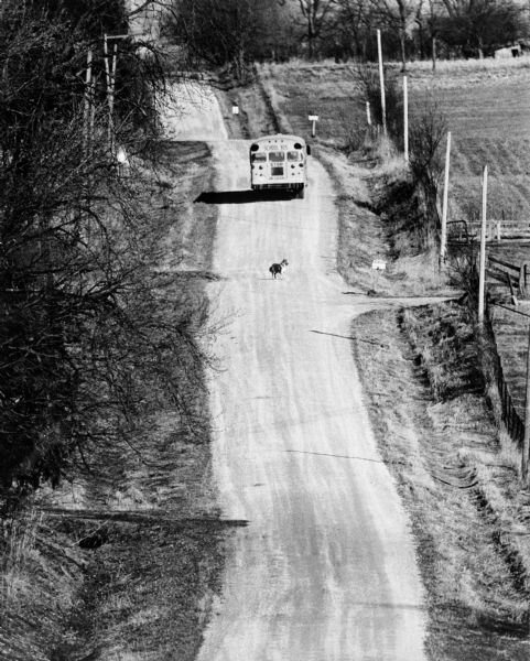 Elevated view down road from a hill towards a dog returning to his driveway after the children were picked up by the school bus on a rural road.