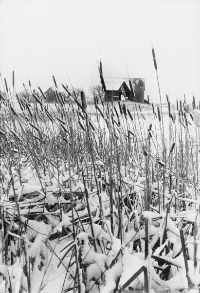 View through snow-covered cattails after a winter snowfall towards a house on the left, and a barn and a silo on the right.