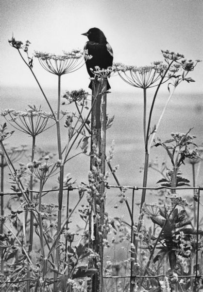 Red-winged blackbird perching on a fence post in a patch of wild flowering plants.
