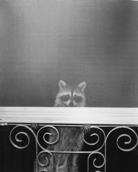 A raccoon is clinging to the protective grillwork of a screen door, peering into a house.