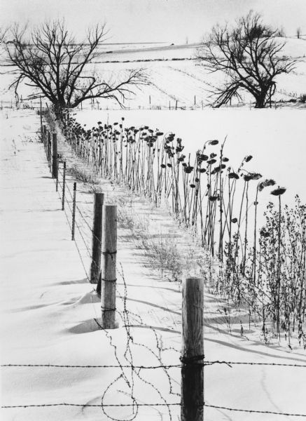 Dried sunflowers along a barbed wire fence in a field of snow.