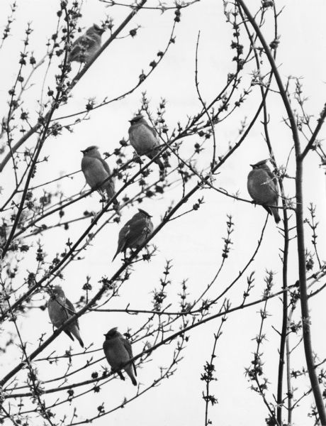 Cedar Waxwings flock in a tree in Spring. Quote from photographer, on reverse of photograph: "Cedar Waxwings-Migrating north, in my yard."