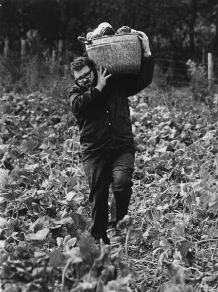 A man harvesting squash carries a basket on his shoulder in the field.
