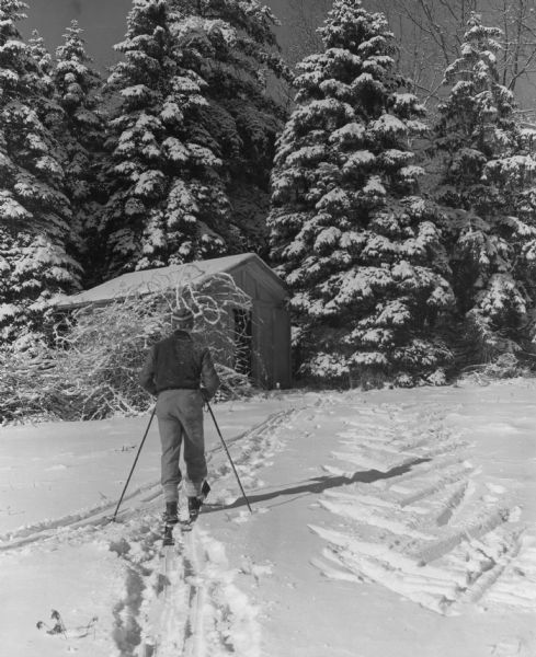 A man cross country skies on the snow covered University of Wisconsin-Madison campus. In the background are a building and tall pine trees. 