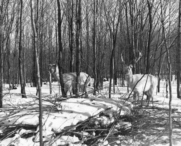 A pair of white deer standing behind a brush pile in the woods on private land.