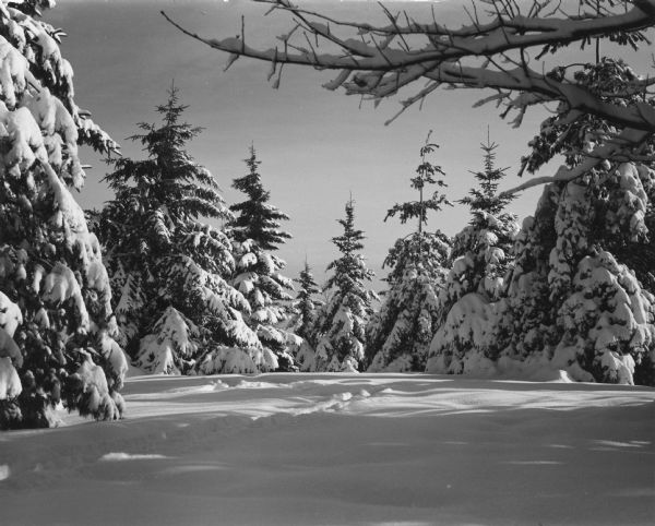 Winter scene at Brown Deer Park, a clearing surrounded by pine trees after a heavy snowfall.