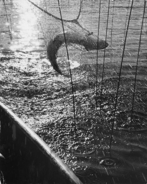 A fish is scooped in a net after being caught with a fishing pole at Twin Lakes.