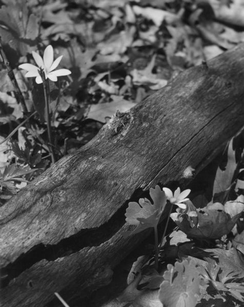 Blood Root flowers blossoming alongside a rotting log in the University of Wisconsin Arboretum.