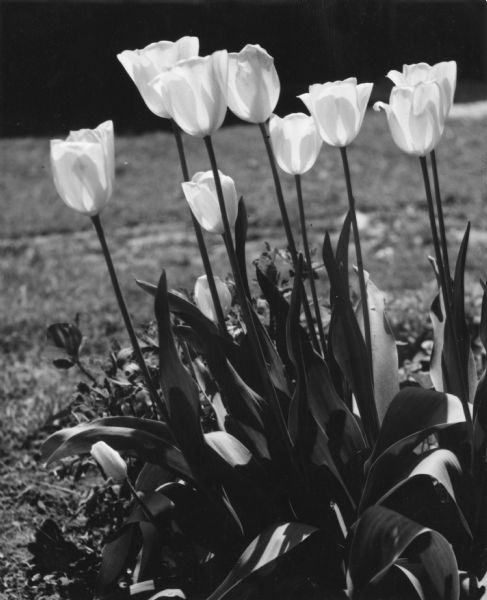 Tulips blooming in a garden.