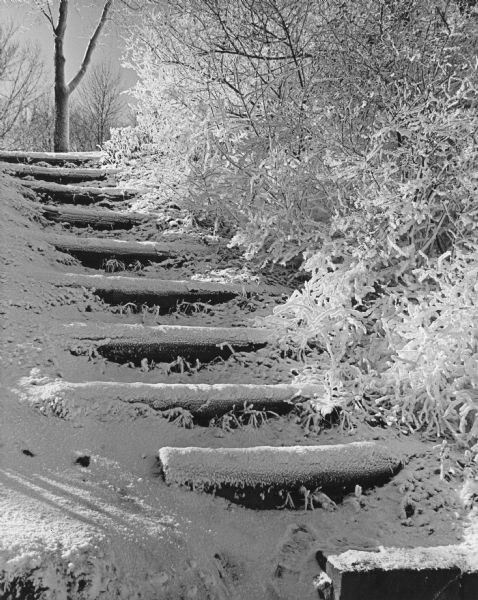 A series of square wooden steps are covered with fresh snow at Picnic Point, Lakeshore Nature Preserve on Lake Mendota. Snow covered trees line the right side.