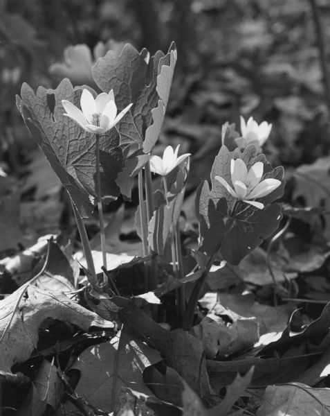 Bloodroot flowers blooming in a bed of last year's leaves.