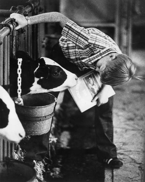 A Holstein calf is stretching its neck through the bars of a pen to peer at the boy who is bending over to take a close look. Feed buckets are hanging on the pens, and the boy is carrying a folder. Another calf is in the foreground.