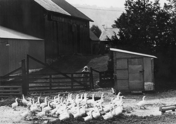 A woman is leaning on a gate and gazing at a flock of geese in a farmyard. In the background are farm buildings and farmhouse with trees.