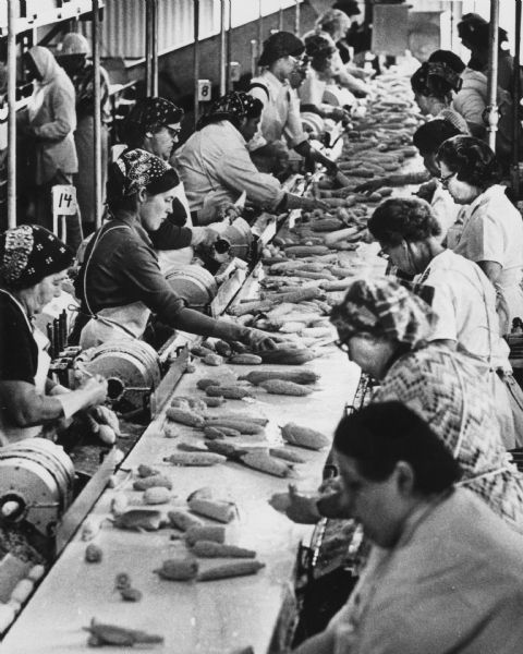 Slightly elevated view of women who are working processing corn on a canning assembly line at the Fall River Canning Company. They are wearing aprons and gloves, and many of them have scarves or hats.