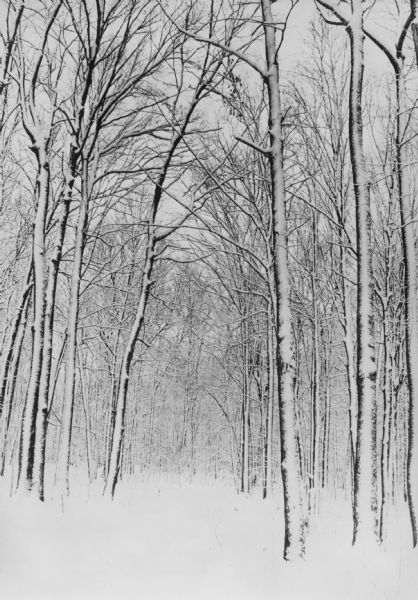 Snow covered Birch trees line a path in a forest after a storm.