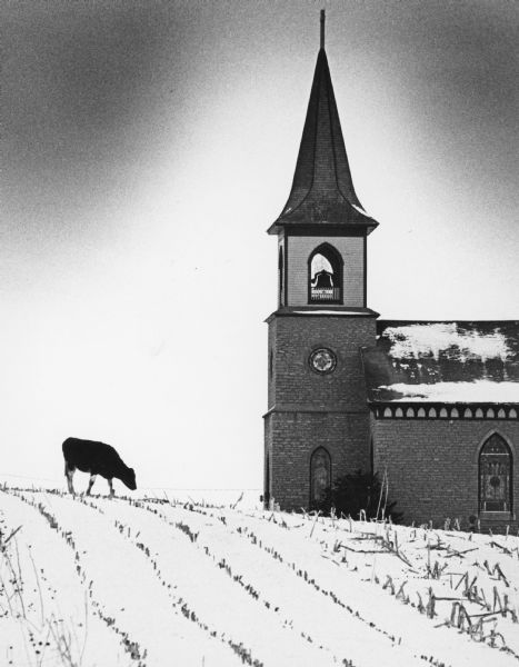 A cow looks for food in a snowy field in front of a church. The field had been planted with corn.