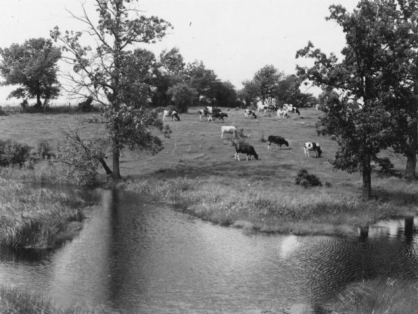 Elevated view across water towards Holstein cattle in a pasture. Caption from calendar: "A Holstein dairy herd — Polk county. Wisconsin's fame as America's Dairyland is based upon the milk production of such herds as this that roam the lush, fertile valleys of the Badger state."