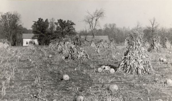 Pumpkins are scattered in a field near corn shocks. Farm buildings are in the distance. Caption from calendar: "Shocks of corn on a Wisconsin farm. Wisconsin's corn production tops that of all other crops grown in the state, and corn is one of the 'feeder' crops responsible for the well-being of the state's livestock."