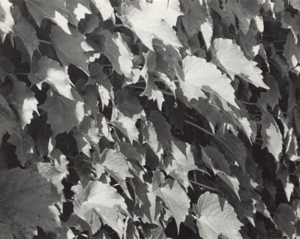 Ivy leaves on the side of a building in the sunshine.