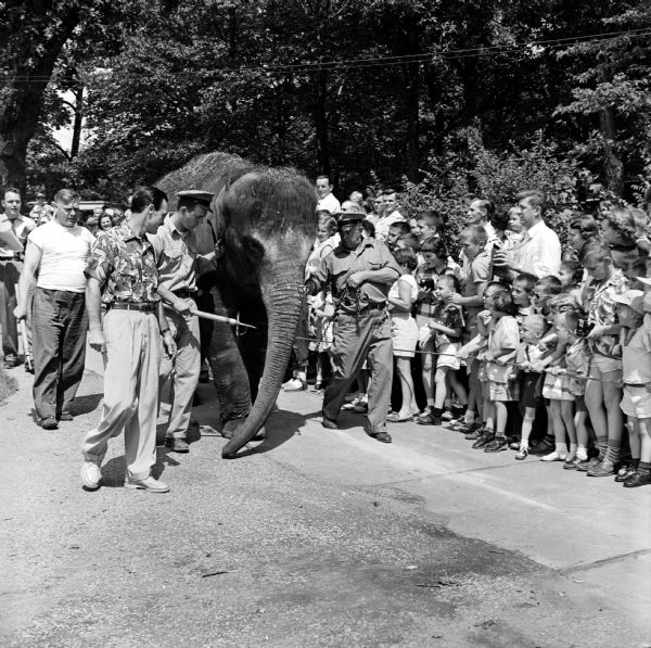 Winkie, the Vilas Park elephant, attending a celebration of her third birthday. Attendants accompanying Winkie are Tom Frisch, extreme left; Zoo director Harold Hayes, wearing a tropical shirt; Gordon Sheets on the left of the elephant; and Jeff Butler, holding the chain. They are surrounded by a crowd of children and adults.